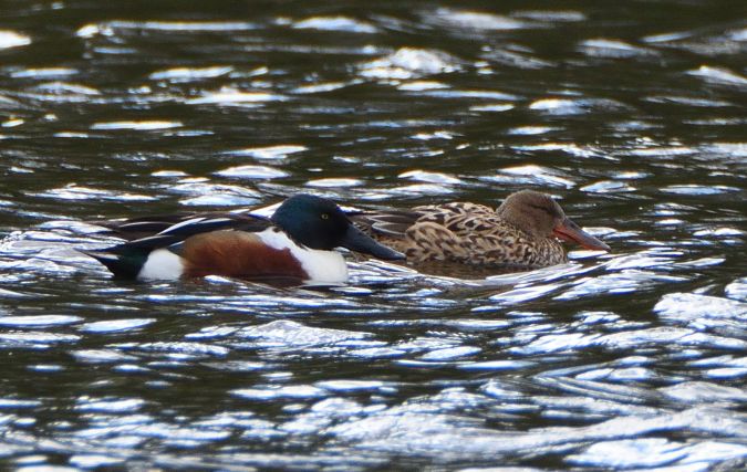 Löffelente  - Michał Włodarczyk