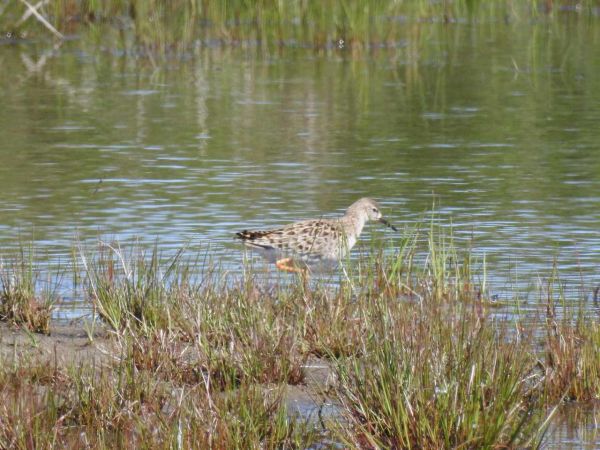Kampfläufer  - Waldemar Okupniczak