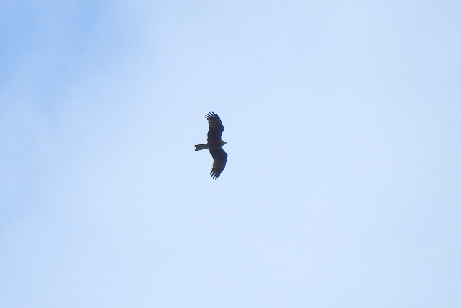 Schwarzmilan  - Wiktor Kroker