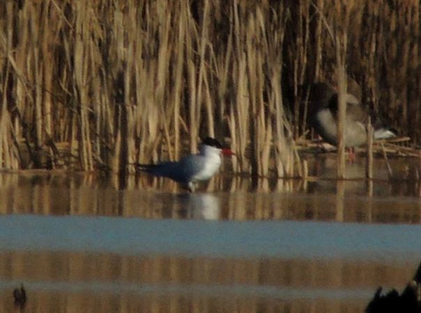 rybitwa wielkodzioba  - Grzegorz Grygoruk