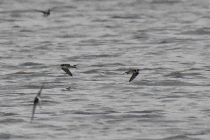 brzegówka  - Grzegorz Grygoruk