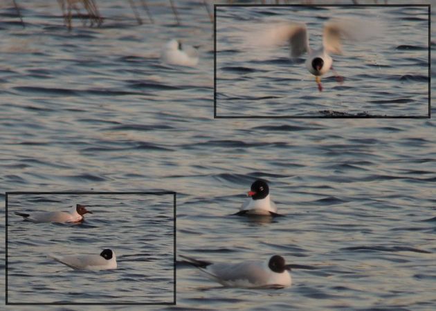 Mediterranean Gull  - Grzegorz Grygoruk
