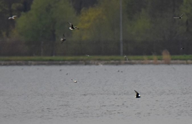 White-winged Tern  - Grzegorz Grygoruk