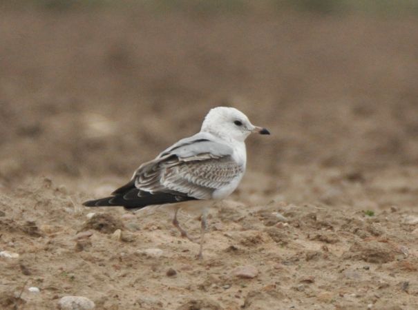 Goéland cendré  - Łukasz Krajewski