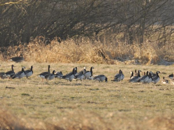 Barnacle Goose  - Łukasz Krajewski