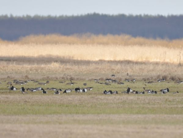 Weisswangengans  - Łukasz Krajewski