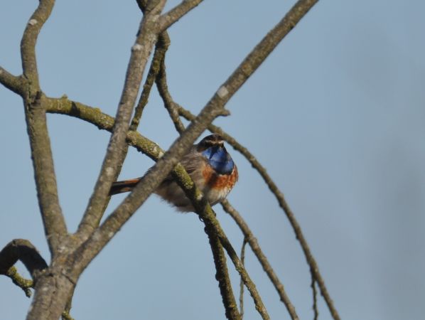 podróżniczek (ssp. cyanecula)  - Łukasz Krajewski