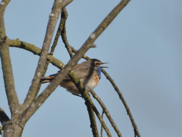 podróżniczek (ssp. cyanecula)  - Łukasz Krajewski
