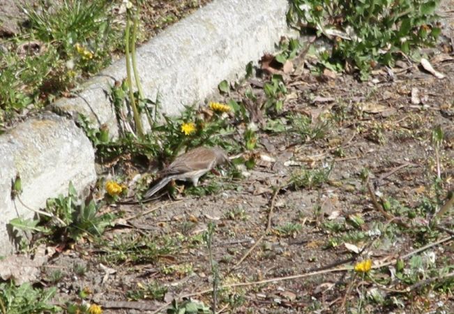 Linotte mélodieuse  - Rafał Walczybok