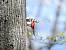 Buntspecht  - Jarosław Słowikowski