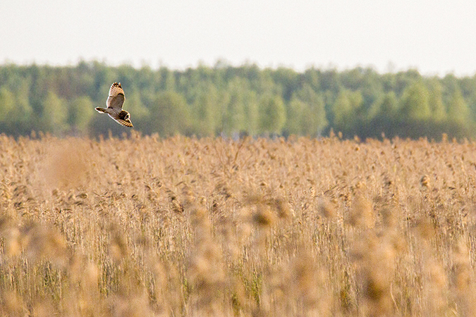 Sumpfohreule  - Anna Kamilewicz-Wicik