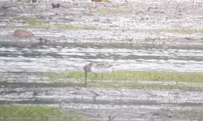 Sumpfläufer  - Tymoteusz Mazurkiewicz