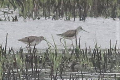 brodziec pławny  - Tymoteusz Mazurkiewicz