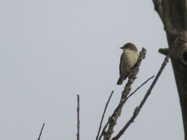 Collared Flycatcher  - Dariusz Piechota