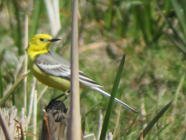 Citrine Wagtail  - Dariusz Piechota