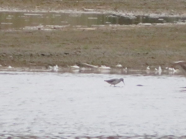 Chevalier stagnatile  - Dariusz Piechota