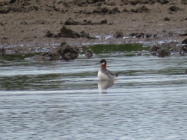 Odinshühnchen  - Dariusz Piechota