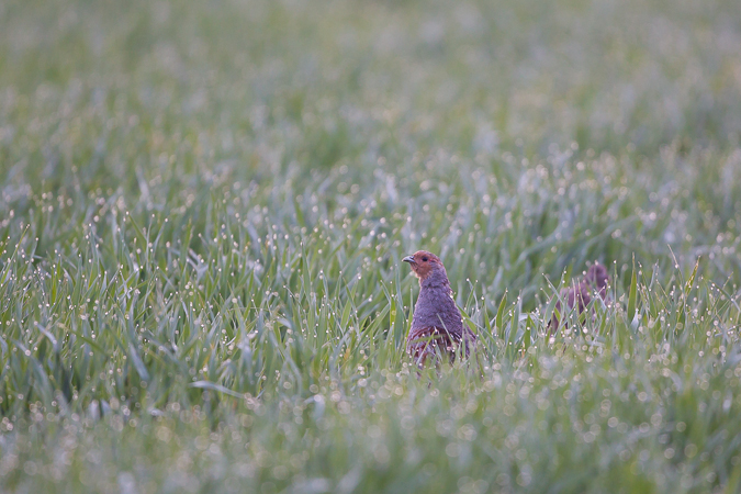 kuropatwa  - Marcin Charymski