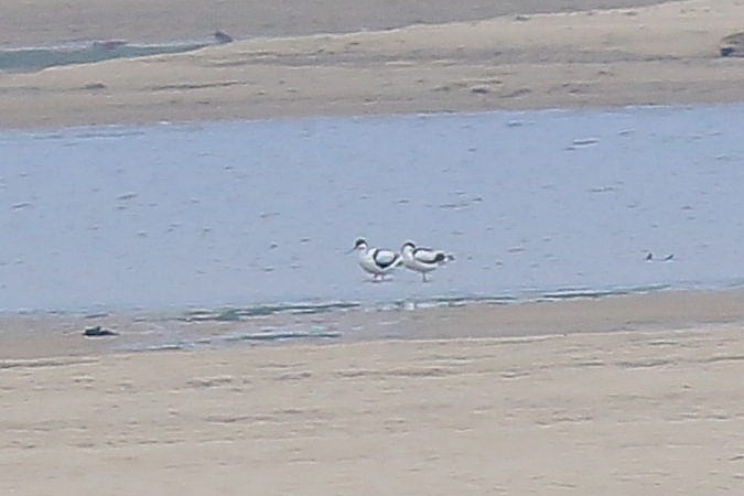 Pied Avocet  - Stanisław Turowski