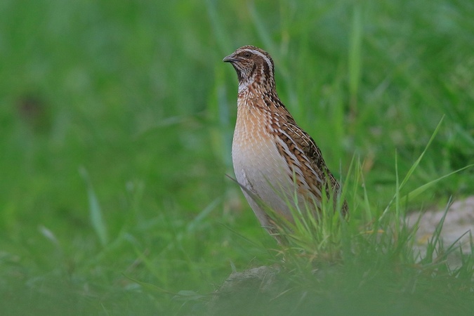 przepiórka  - Stanisław Turowski