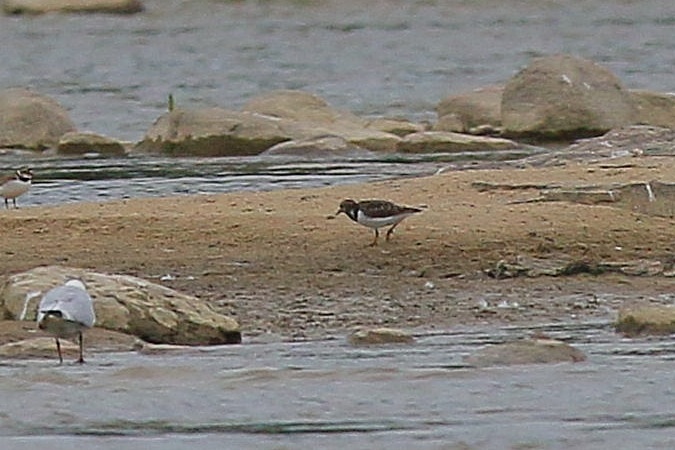 Tournepierre à collier  - Stanisław Turowski