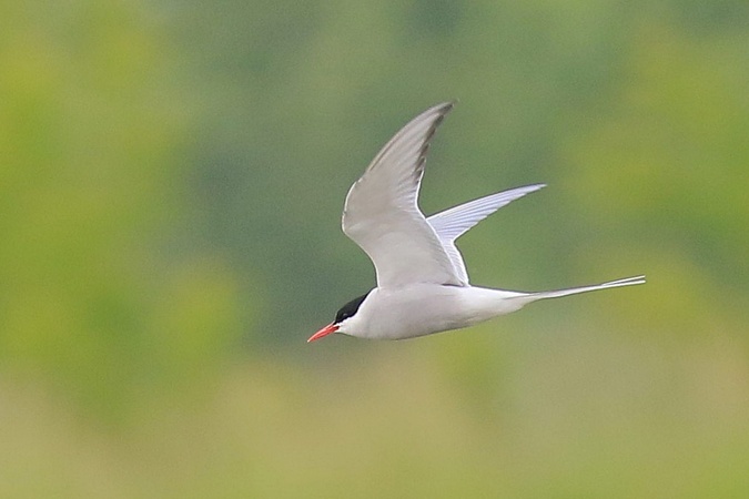 Sterne arctique  - Stanisław Turowski