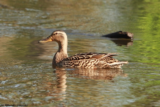 Canard colvert  - Sylwester Gibowski