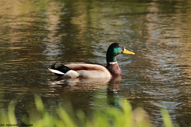 krzyżówka  - Sylwester Gibowski
