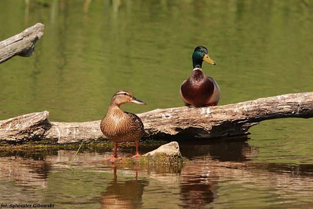 Stockente  - Sylwester Gibowski