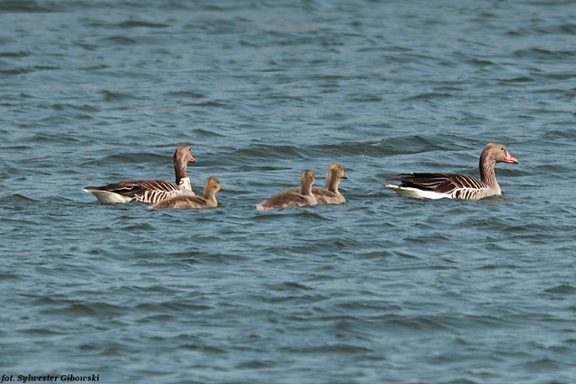 Graugans  - Sylwester Gibowski