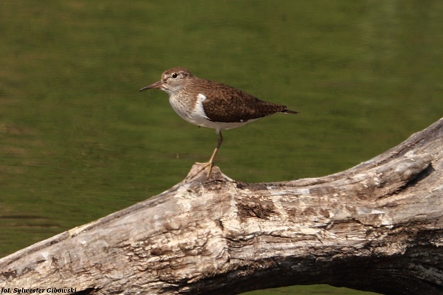 Chevalier guignette  - Sylwester Gibowski