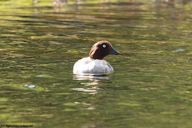 Schellente  - Sylwester Gibowski