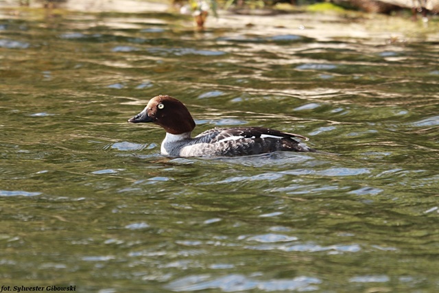 gągoł  - Sylwester Gibowski