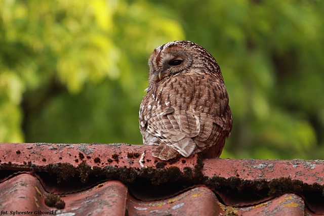 puszczyk  - Sylwester Gibowski