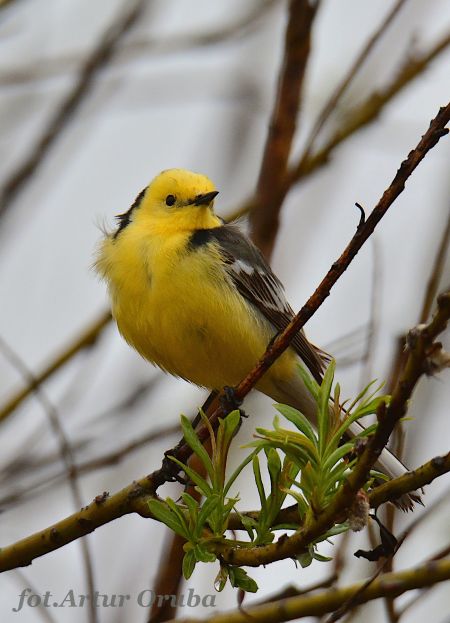 Zitronenstelze  - Artur Oruba