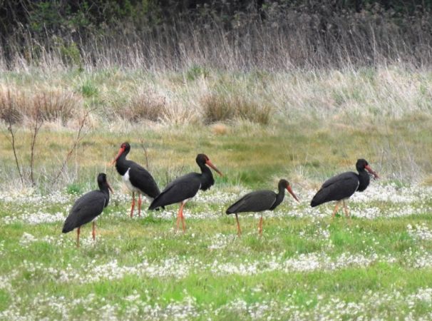 bocian czarny  - Magdalena Traciłowska