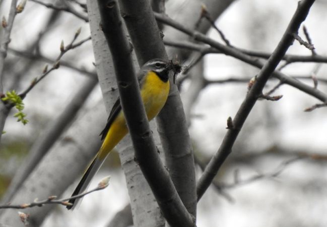 Grey Wagtail  - Magdalena Traciłowska