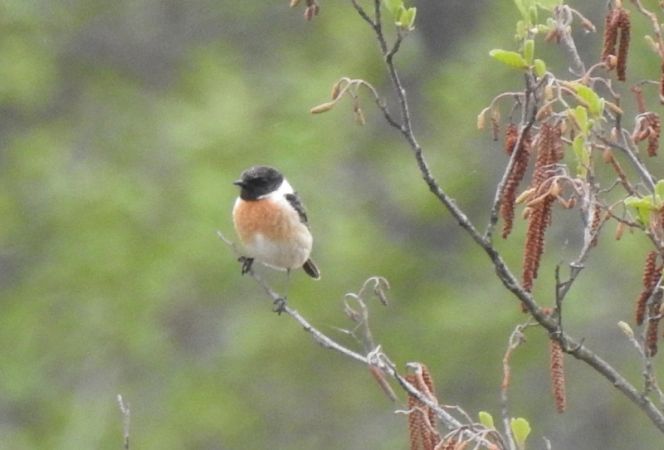 kląskawka  - Magdalena Traciłowska