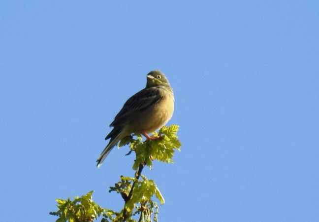ortolan  - Magdalena Traciłowska