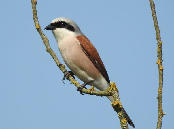 gąsiorek  - Magdalena Traciłowska