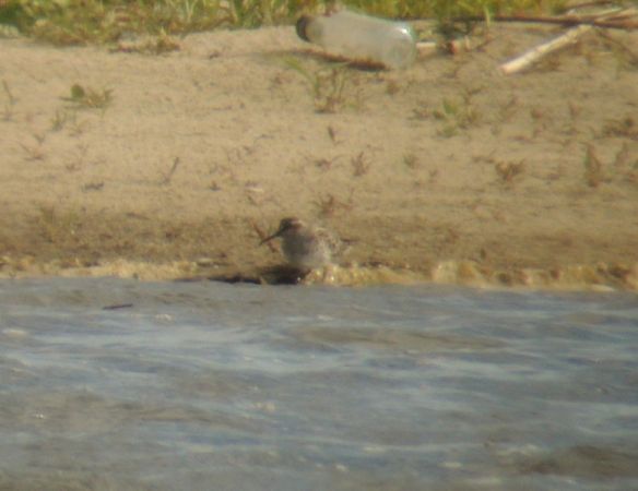 biegus płaskodzioby  - Magdalena Traciłowska