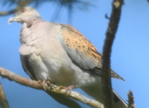 European Turtle Dove  - Robert Wakulski