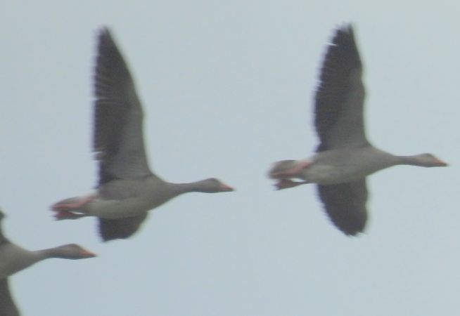 Graugans  - Robert Wakulski