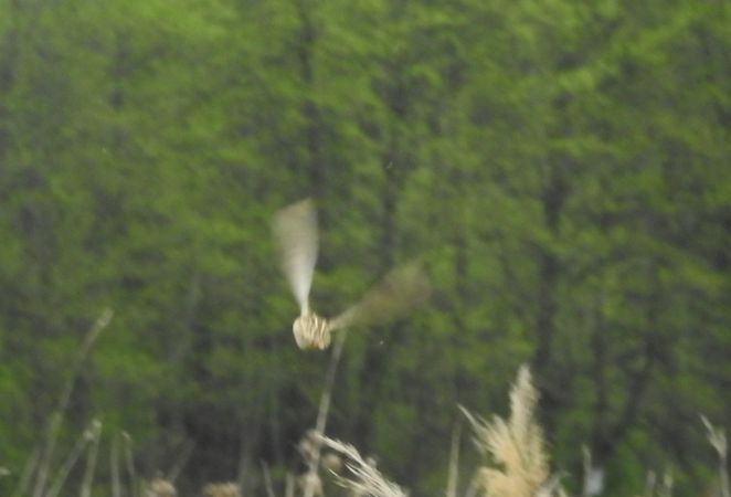 Caille des blés  - Robert Wakulski