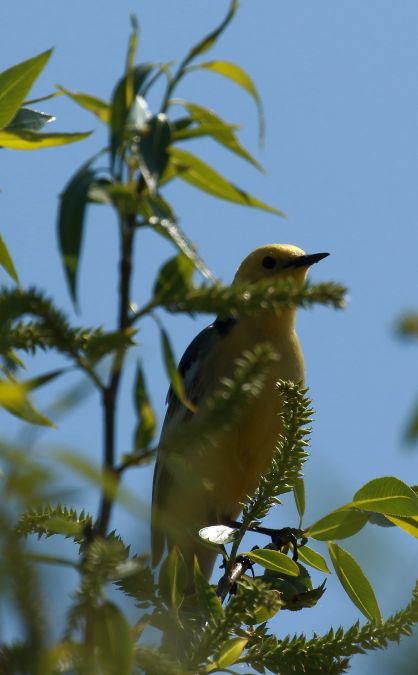 Bergeronnette citrine  - Marcin Borowik