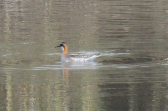 Odinshühnchen  - Jarosław Stalenga
