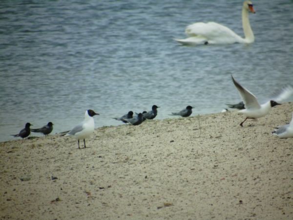 Black Tern  - Andrzej Tarasiuk
