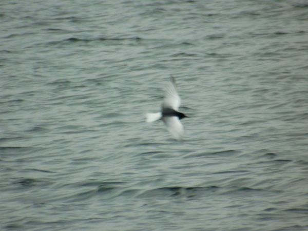 Weißflügel-Seeschwalbe  - Andrzej Tarasiuk