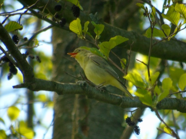 Icterine Warbler  - Andrzej Tarasiuk