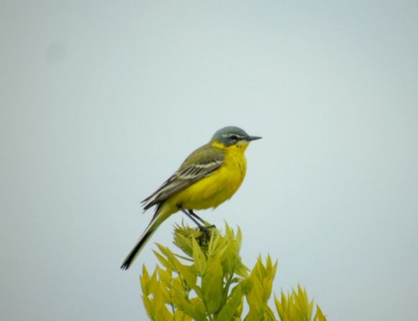 pliszka żółta  - Andrzej Tarasiuk